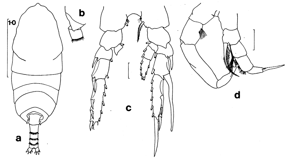 Espèce Temorites spinifera - Planche 6 de figures morphologiques