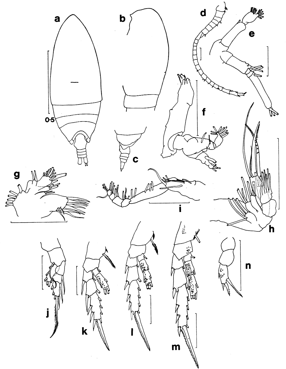 Espèce Brodskius paululus - Planche 6 de figures morphologiques