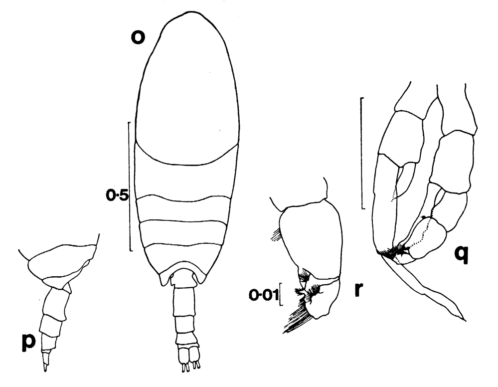 Espèce Brodskius paululus - Planche 7 de figures morphologiques