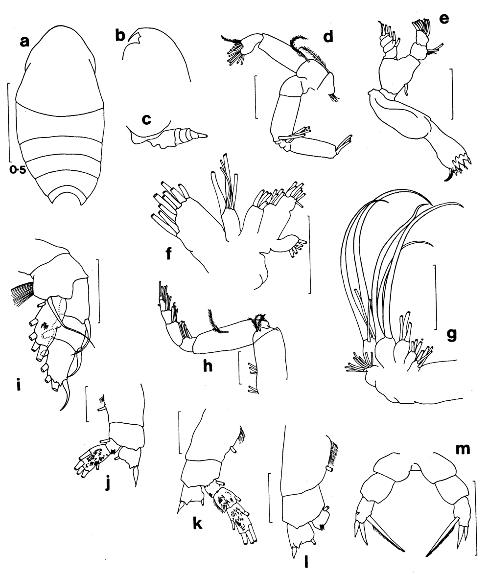 Espèce Species 1 - Planche 1 de figures morphologiques