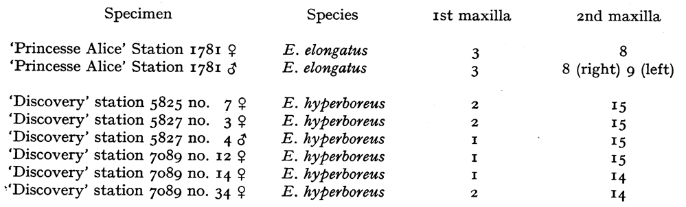 Espce Euaugaptilus hyperboreus - Planche 5 de figures morphologiques