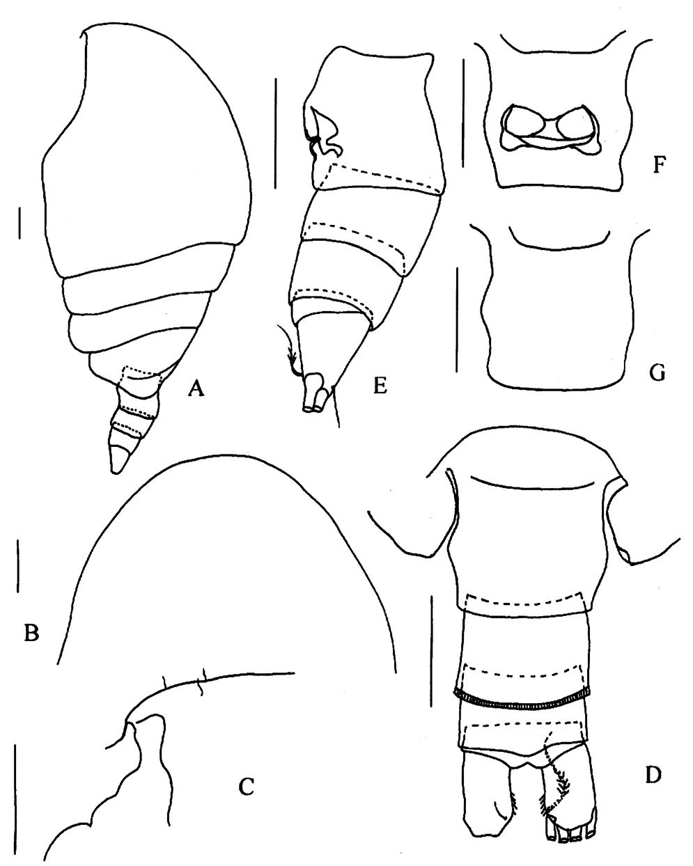 Espèce Tharybis pseudomegalodactyla - Planche 1 de figures morphologiques