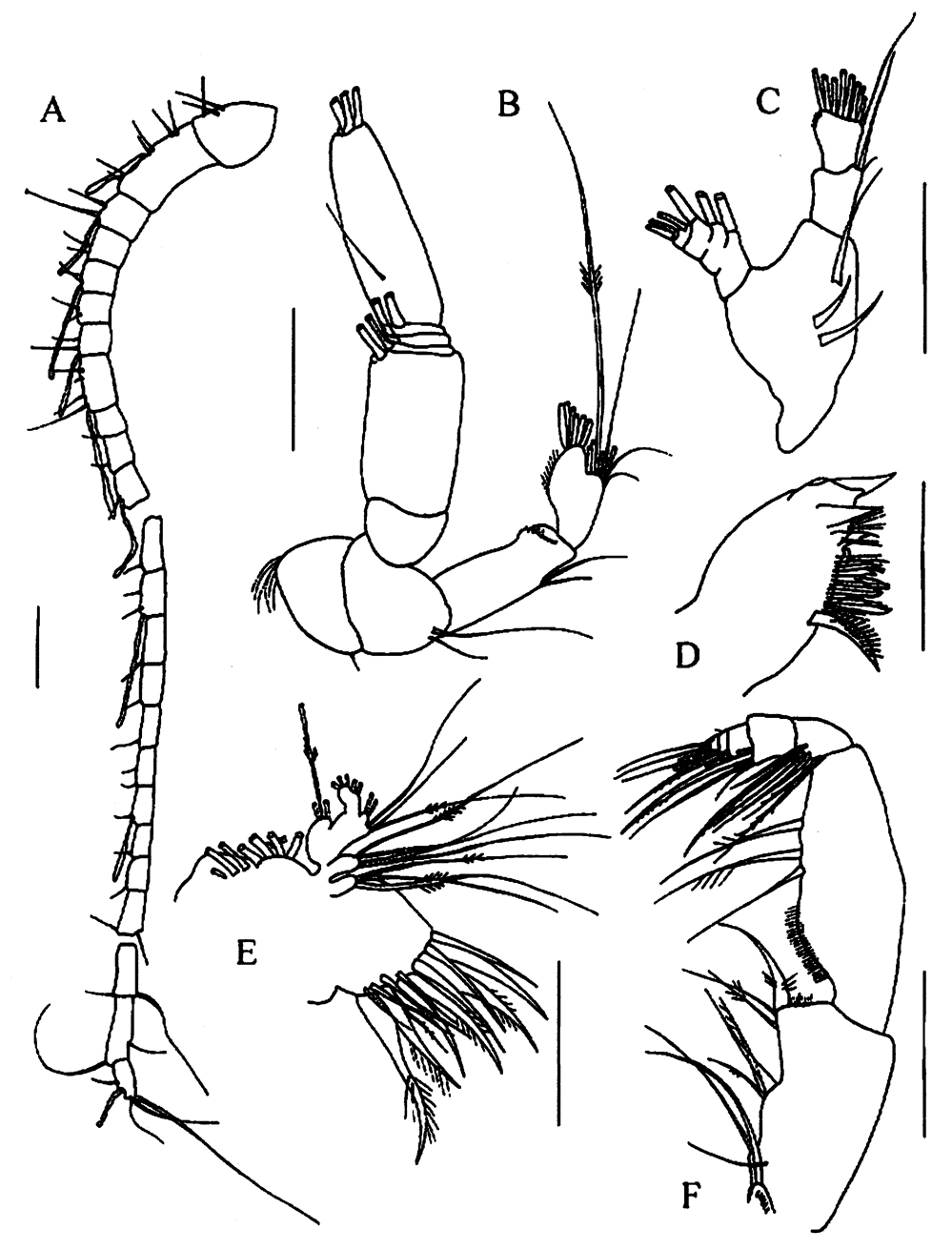 Espèce Tharybis pseudomegalodactyla - Planche 2 de figures morphologiques