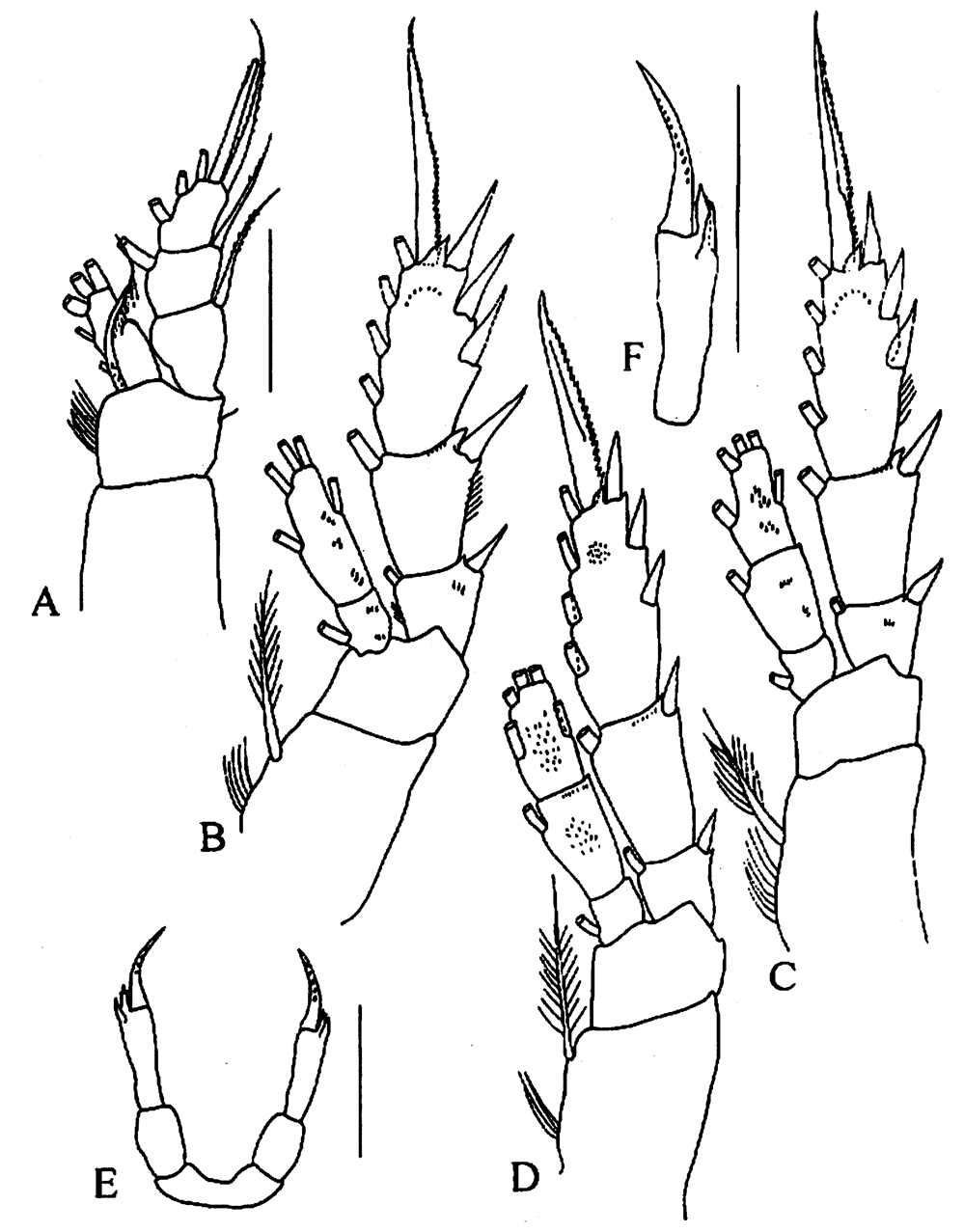 Espèce Tharybis pseudomegalodactyla - Planche 4 de figures morphologiques
