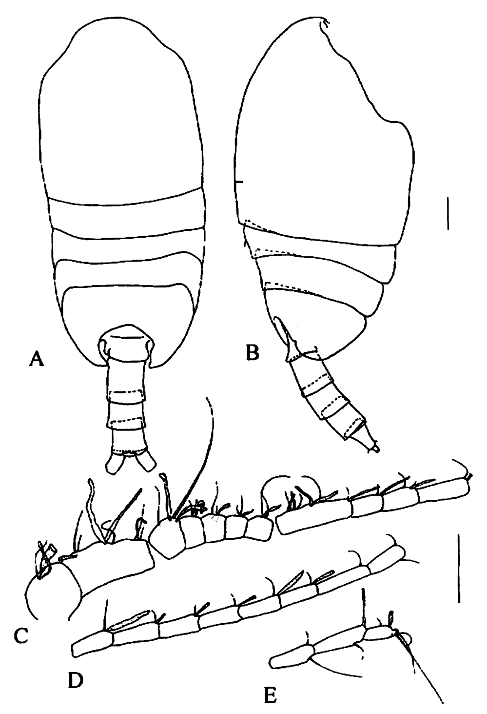 Espèce Tharybis pseudomegalodactyla - Planche 5 de figures morphologiques