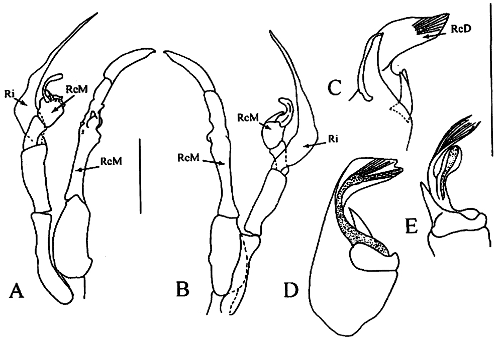 Espèce Tharybis pseudomegalodactyla - Planche 6 de figures morphologiques