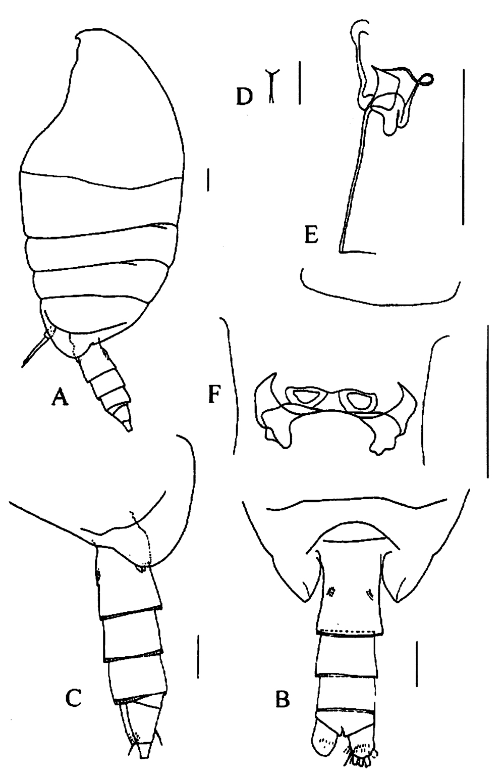 Species Tharybis juhlae - Plate 1 of morphological figures