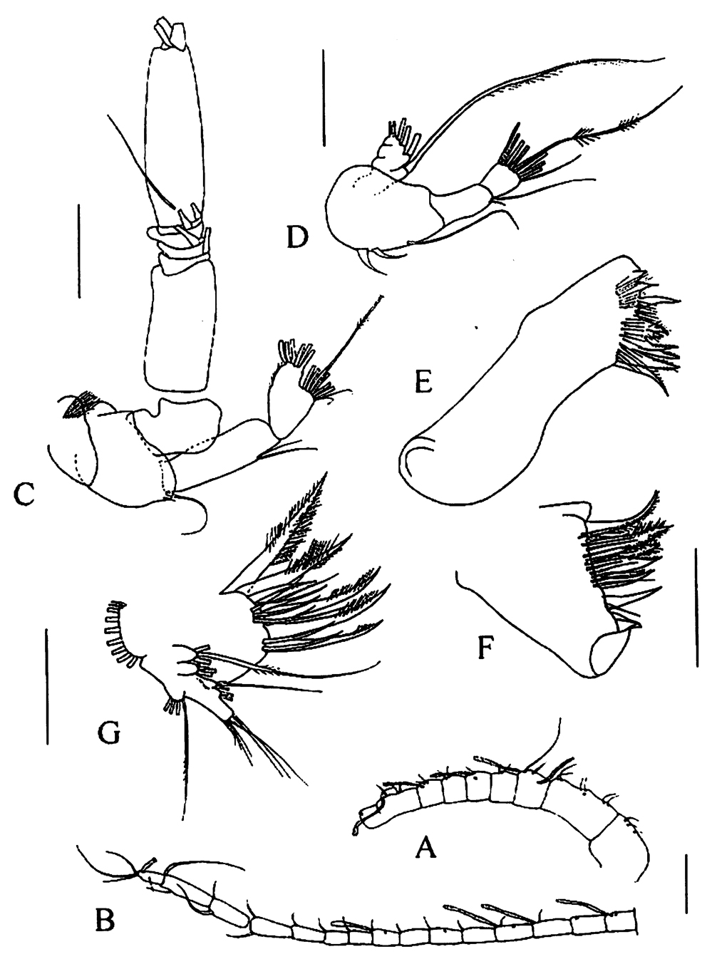 Espce Tharybis juhlae - Planche 2 de figures morphologiques