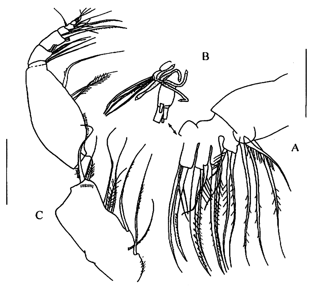 Species Tharybis juhlae - Plate 3 of morphological figures