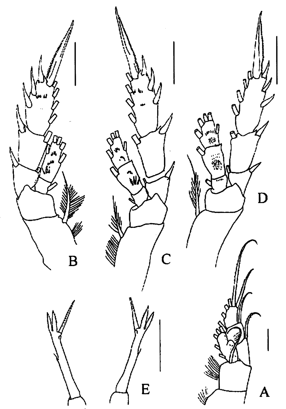 Species Tharybis juhlae - Plate 4 of morphological figures