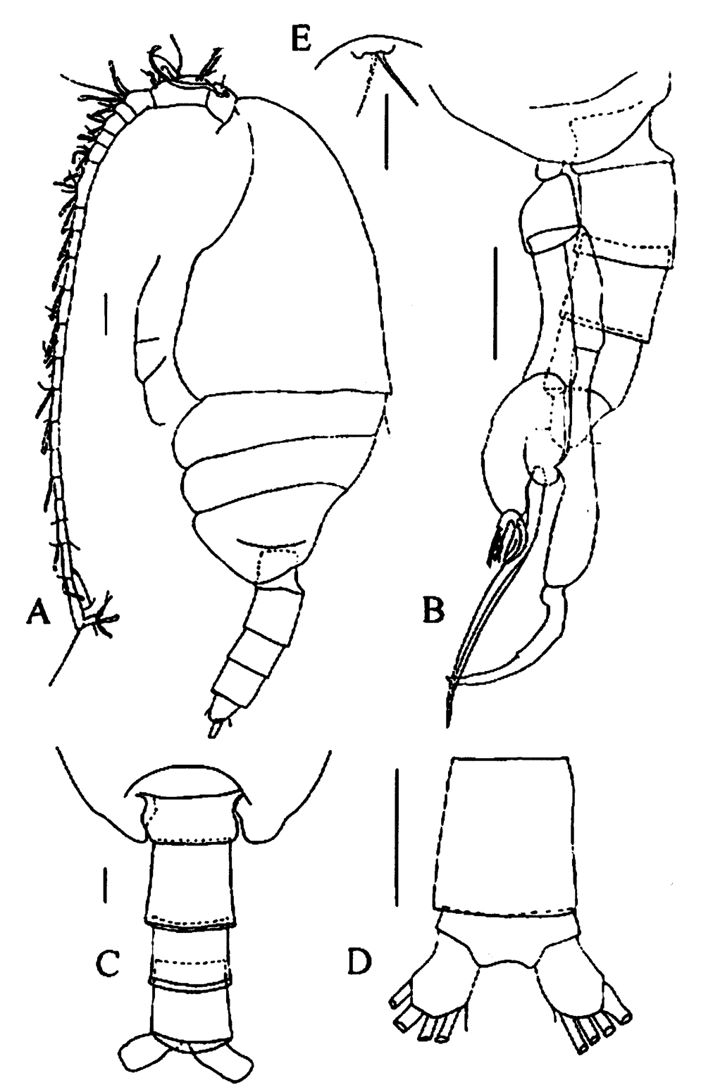 Species Tharybis juhlae - Plate 5 of morphological figures