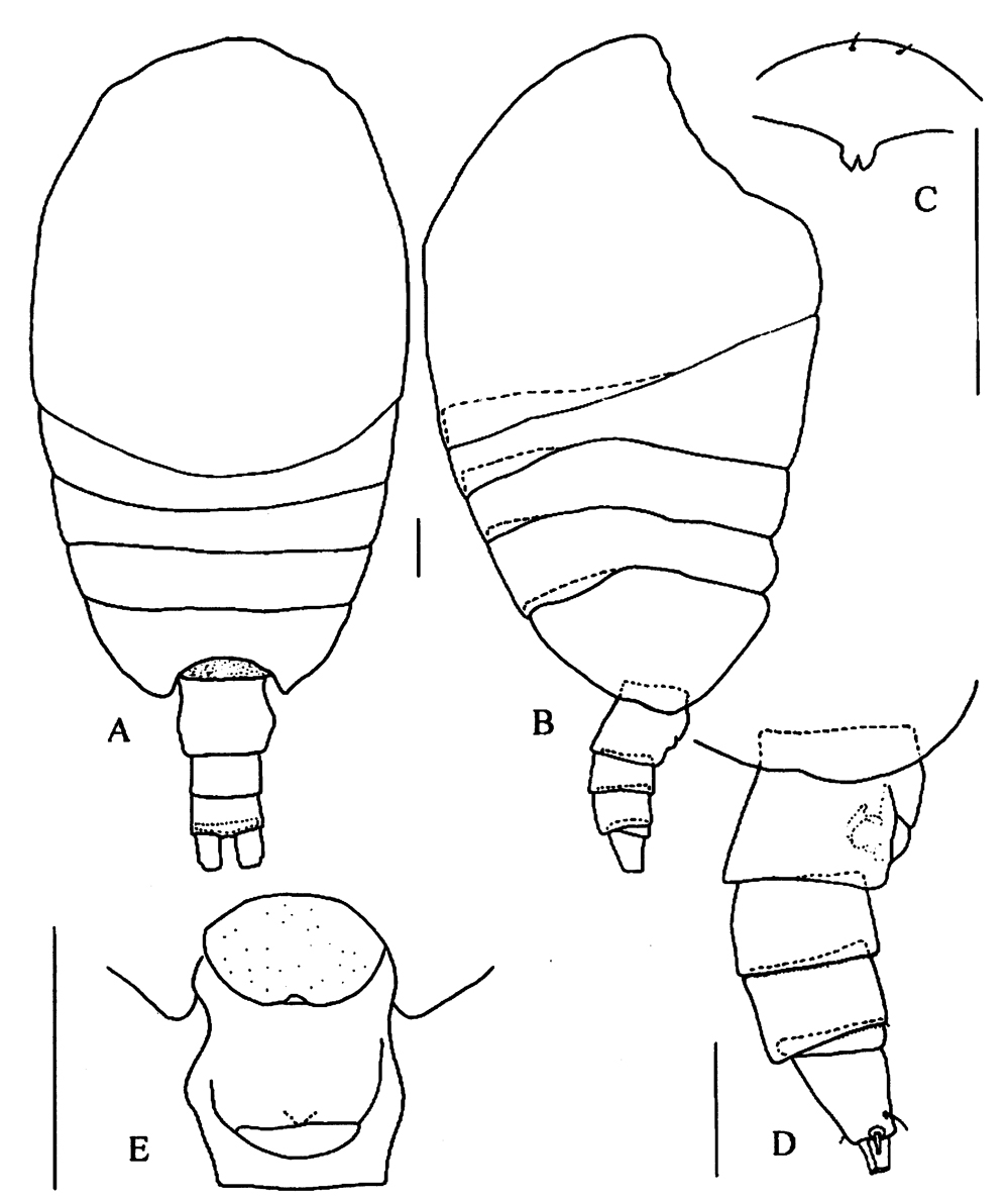 Espèce Tharybis shuheiella - Planche 1 de figures morphologiques