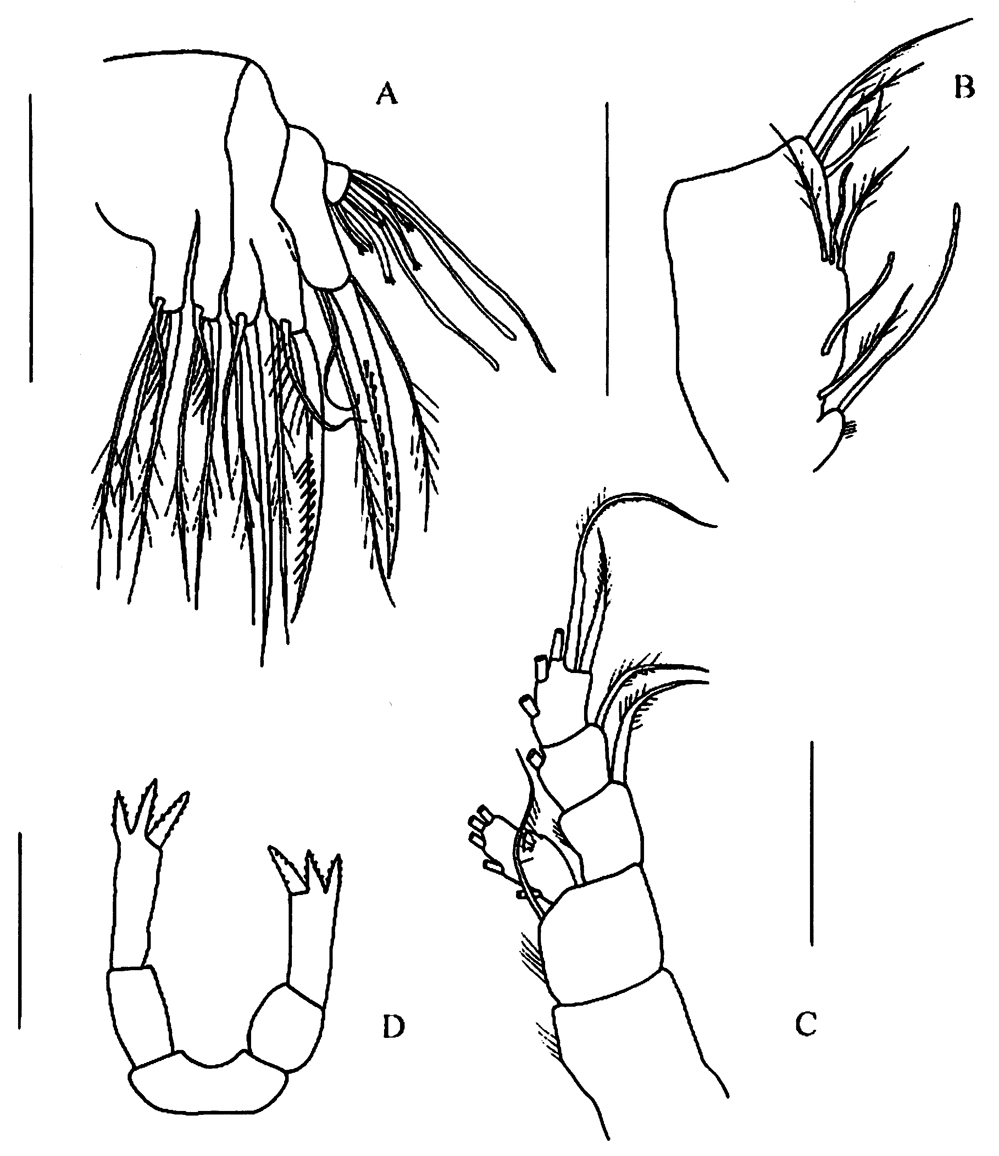 Espèce Tharybis shuheiella - Planche 2 de figures morphologiques