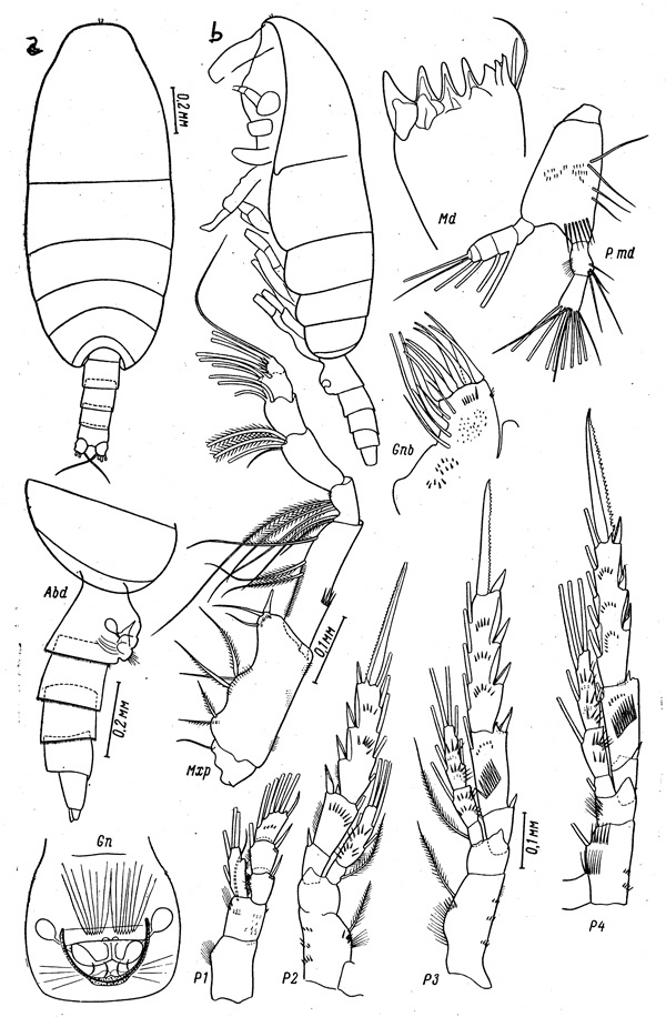 Species Spinocalanus spinipes - Plate 1 of morphological figures