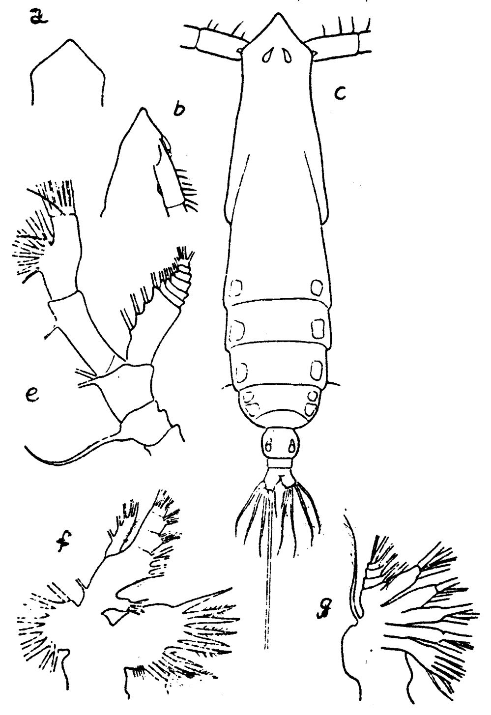 Espèce Subeucalanus subtenuis - Planche 13 de figures morphologiques