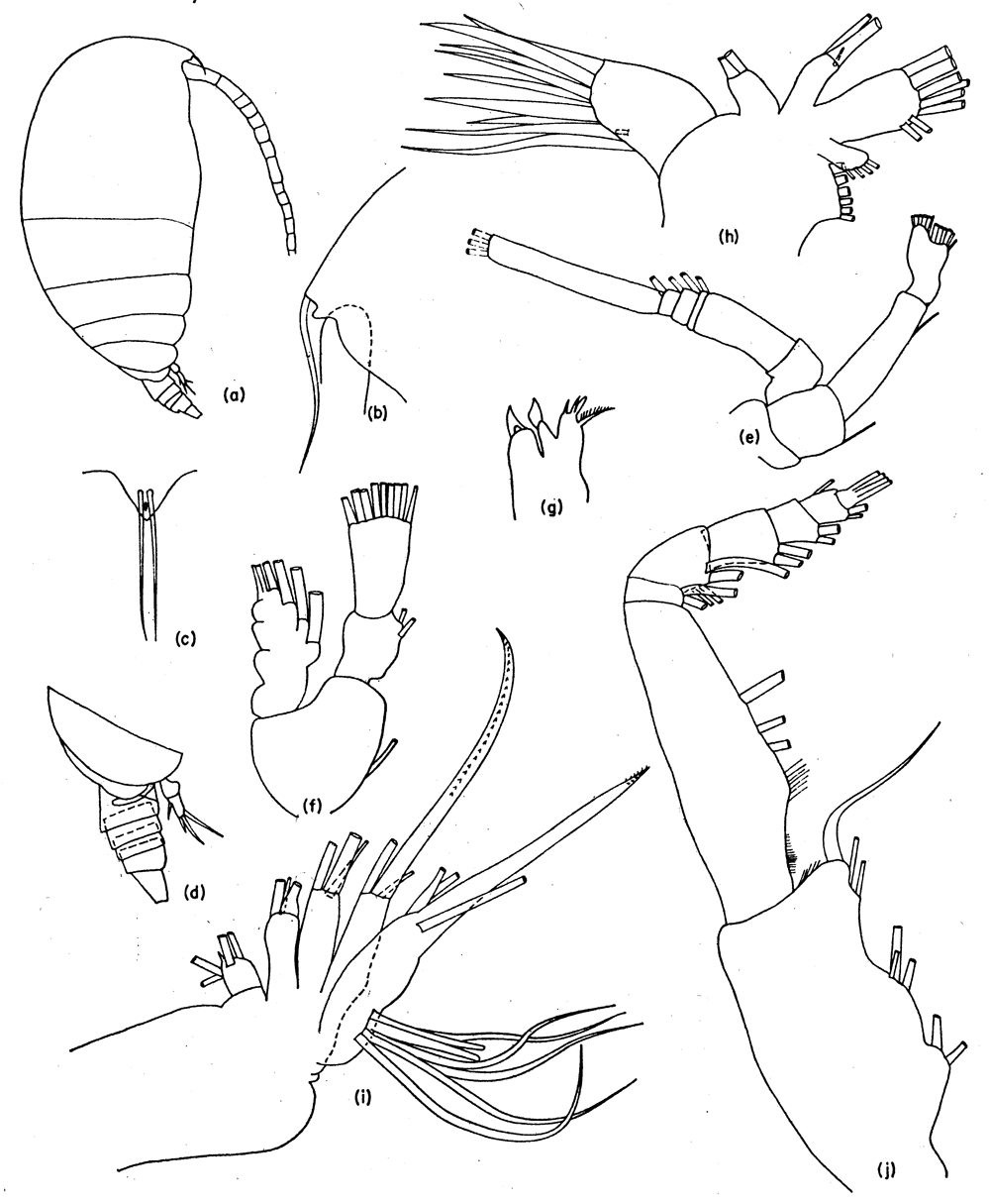 Espce Tharybis paraincertus - Planche 1 de figures morphologiques