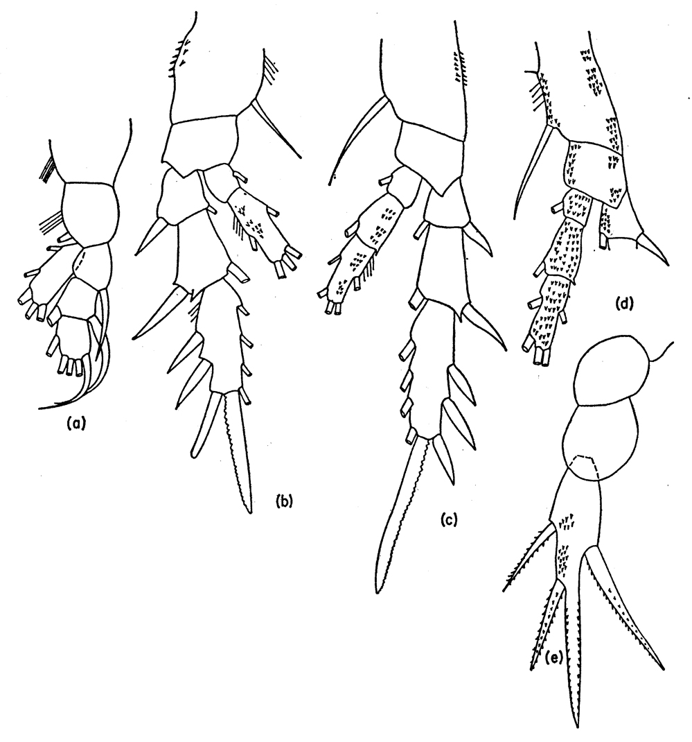 Espce Tharybis paraincertus - Planche 2 de figures morphologiques