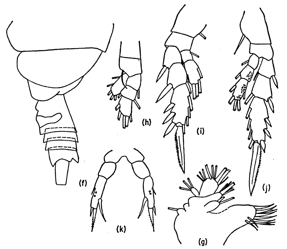 Espce Amallothrix robustipes - Planche 1 de figures morphologiques