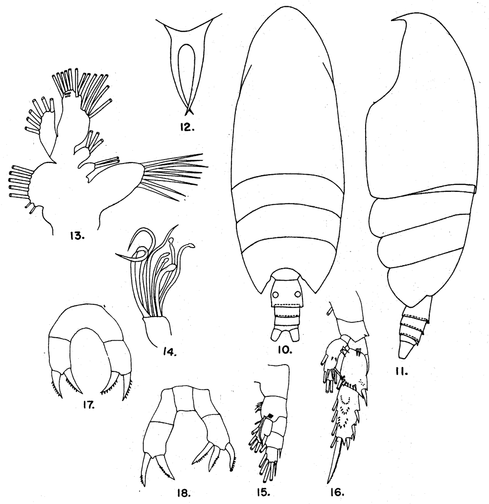 Species Scolecithricella tropica - Plate 2 of morphological figures