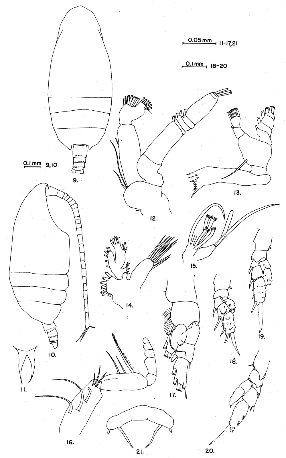 Espèce Scolecithricella tenuiserrata - Planche 11 de figures morphologiques