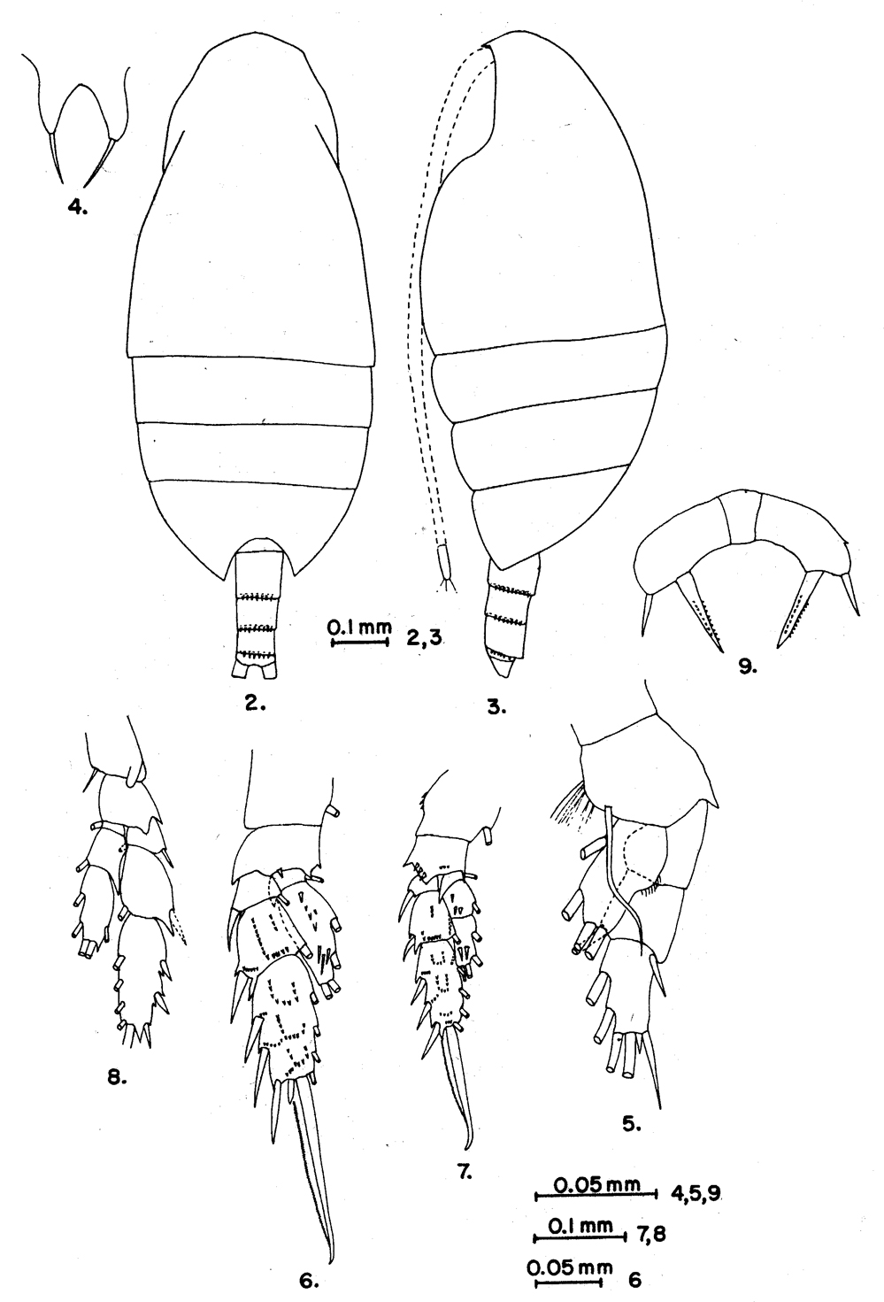 Species Scolecithricella marginata - Plate 3 of morphological figures