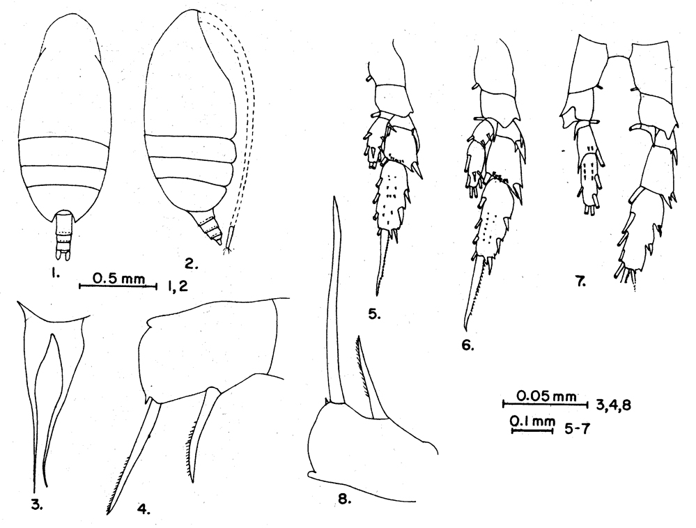 Espèce Scolecithricella vittata - Planche 21 de figures morphologiques