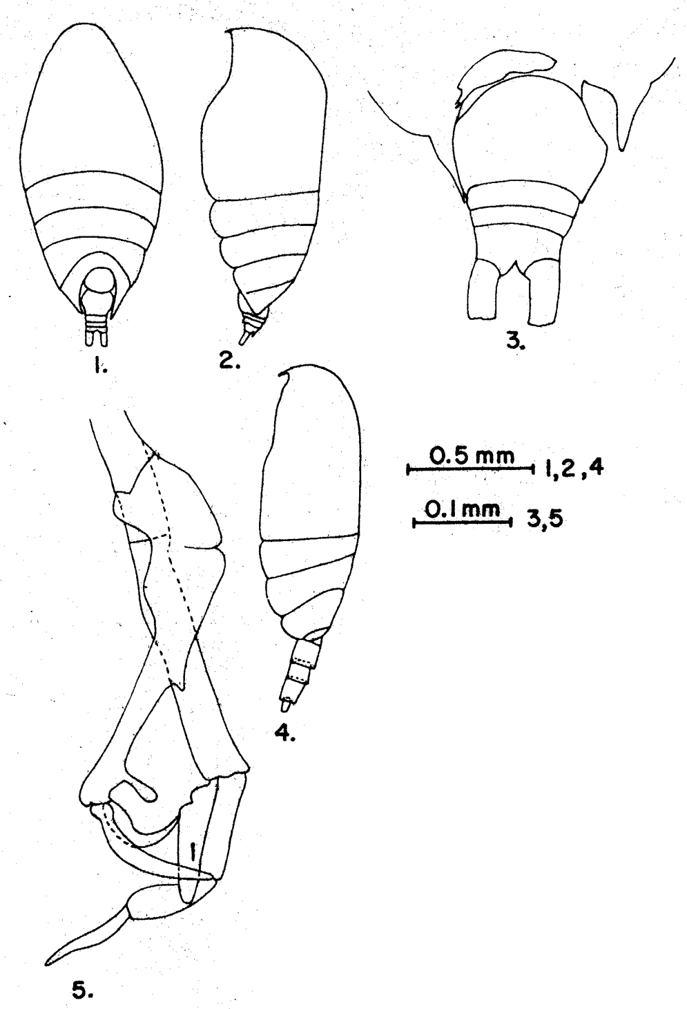 Species Scolecithrix bradyi - Plate 18 of morphological figures