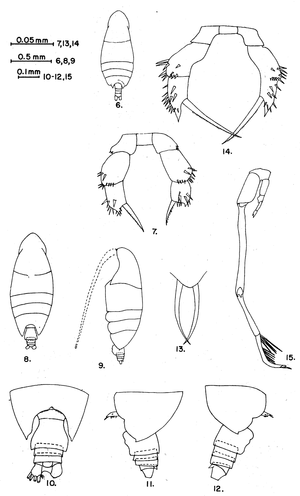 Espce Scolecitrichopsis ctenopus - Planche 7 de figures morphologiques