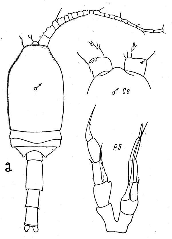 Species Spinocalanus pseudospinipes - Plate 1 of morphological figures