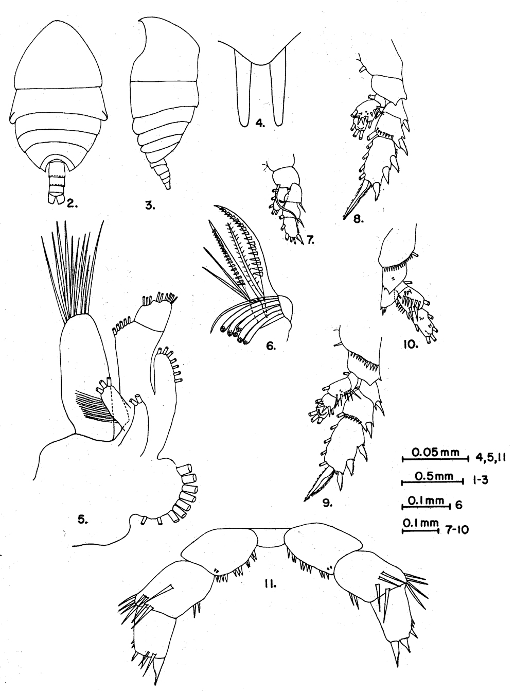 Species Xanthocalanus dilatus - Plate 2 of morphological figures