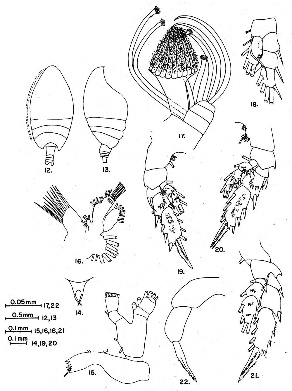 Species Scopalatum smithae - Plate 1 of morphological figures