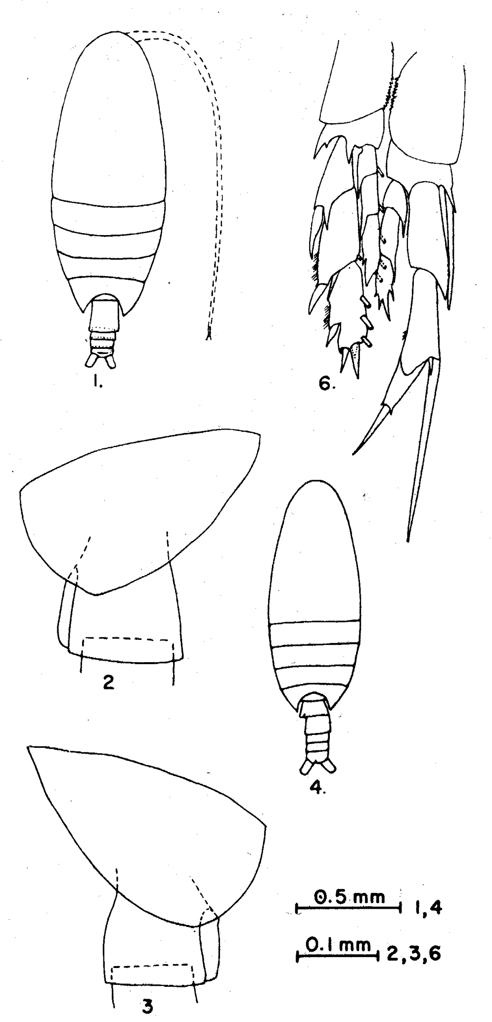 Espèce Nannocalanus minor - Planche 16 de figures morphologiques