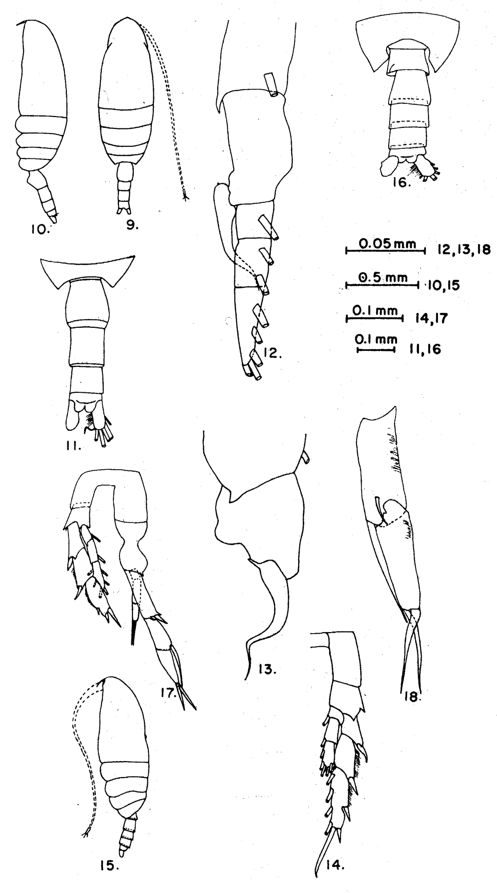 Species Canthocalanus pauper - Plate 6 of morphological figures