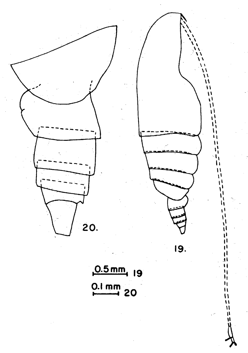 Espèce Neocalanus gracilis - Planche 17 de figures morphologiques