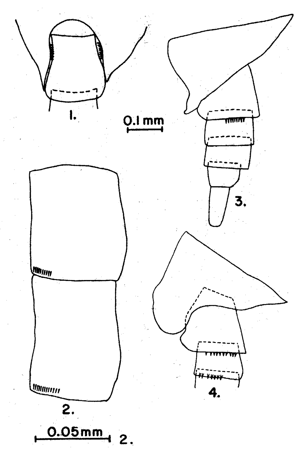 Espce Cosmocalanus darwini - Planche 10 de figures morphologiques