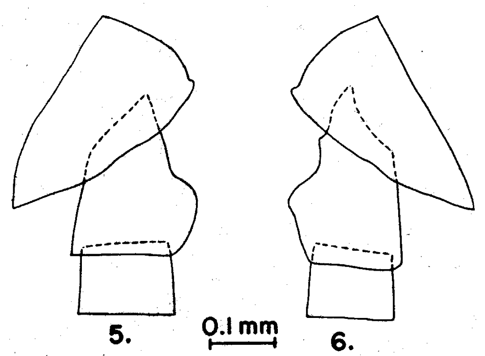 Espce Cosmocalanus darwini - Planche 11 de figures morphologiques
