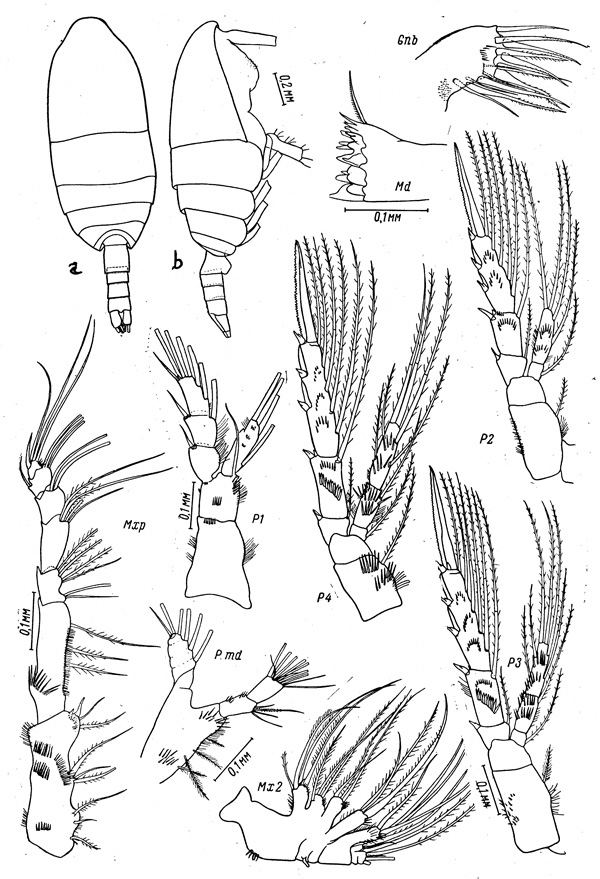 Espèce Spinocalanus elongatus - Planche 1 de figures morphologiques