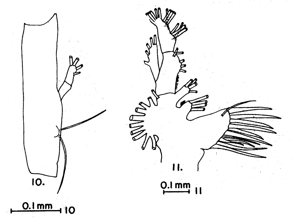 Espèce Pareucalanus attenuatus - Planche 18 de figures morphologiques