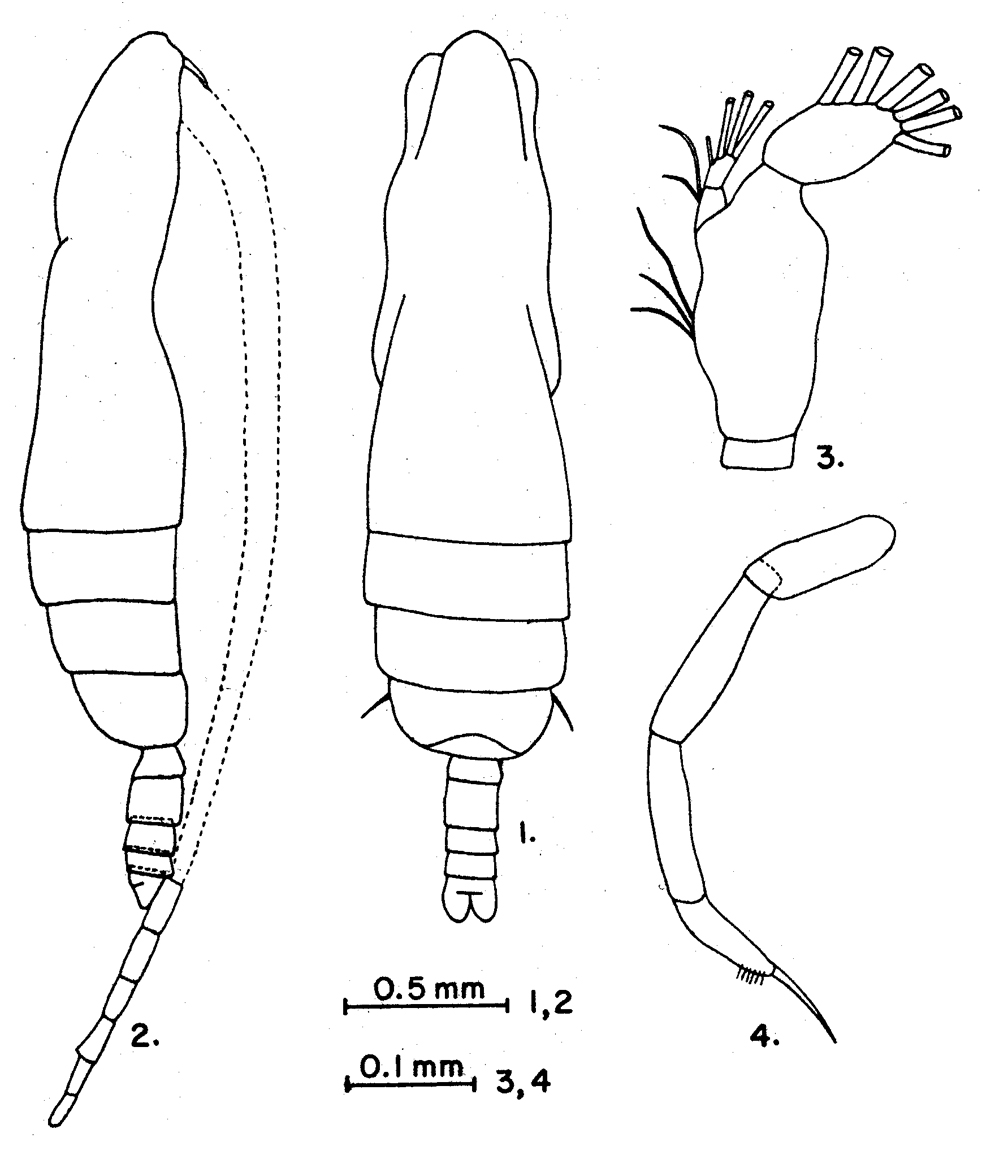 Espèce Subeucalanus subtenuis - Planche 20 de figures morphologiques