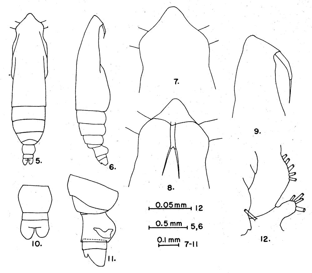 Espce Subeucalanus pileatus - Planche 11 de figures morphologiques