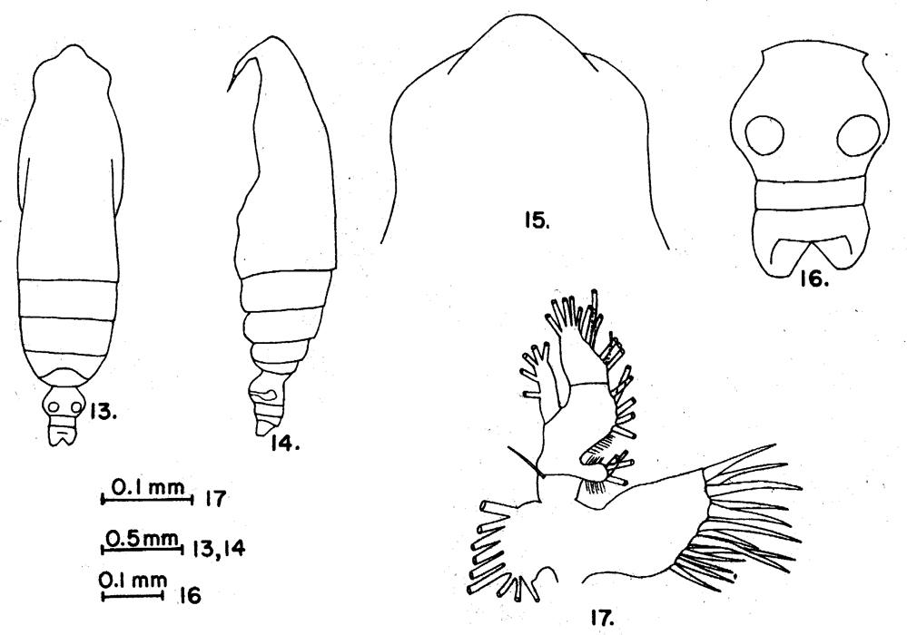 Espce Subeucalanus subcrassus - Planche 8 de figures morphologiques