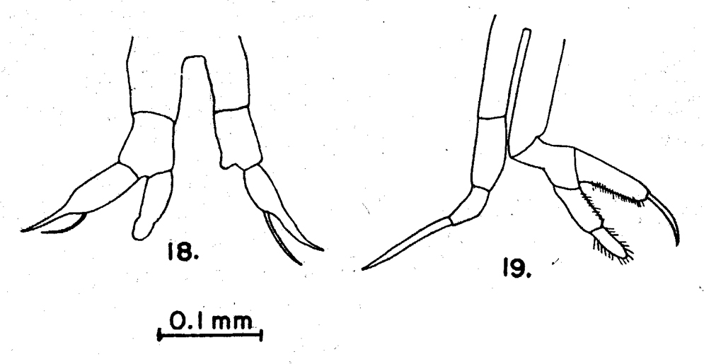 Espce Rhincalanus rostrifrons - Planche 4 de figures morphologiques