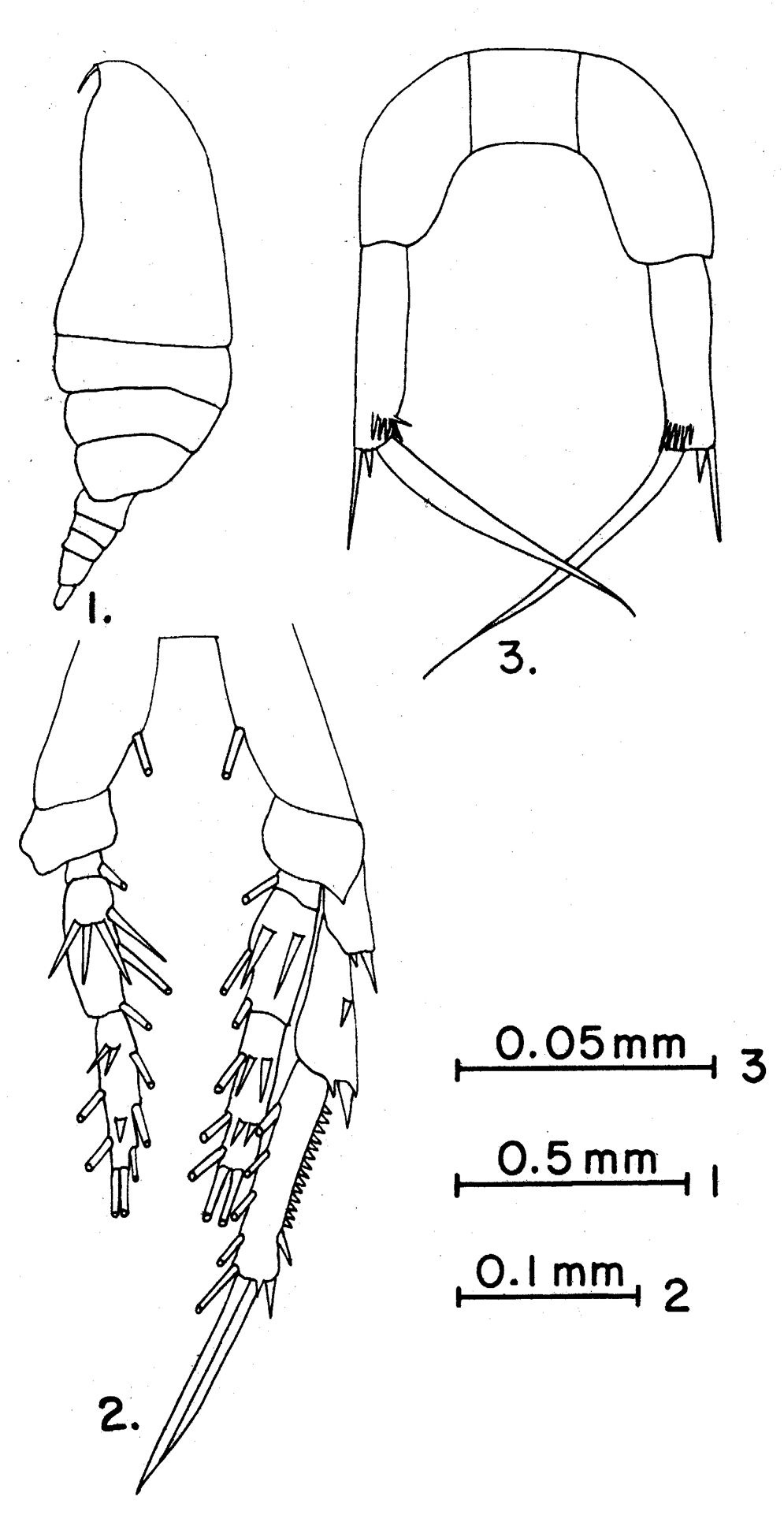 Species Paracalanus aculeatus - Plate 7 of morphological figures