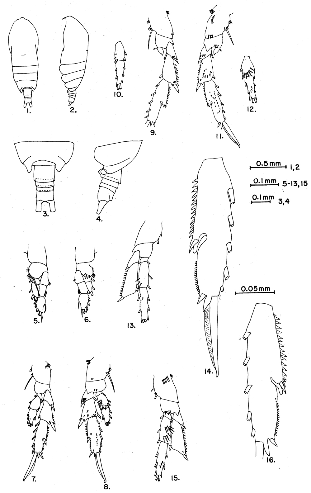 Species Acrocalanus longicornis - Plate 12 of morphological figures