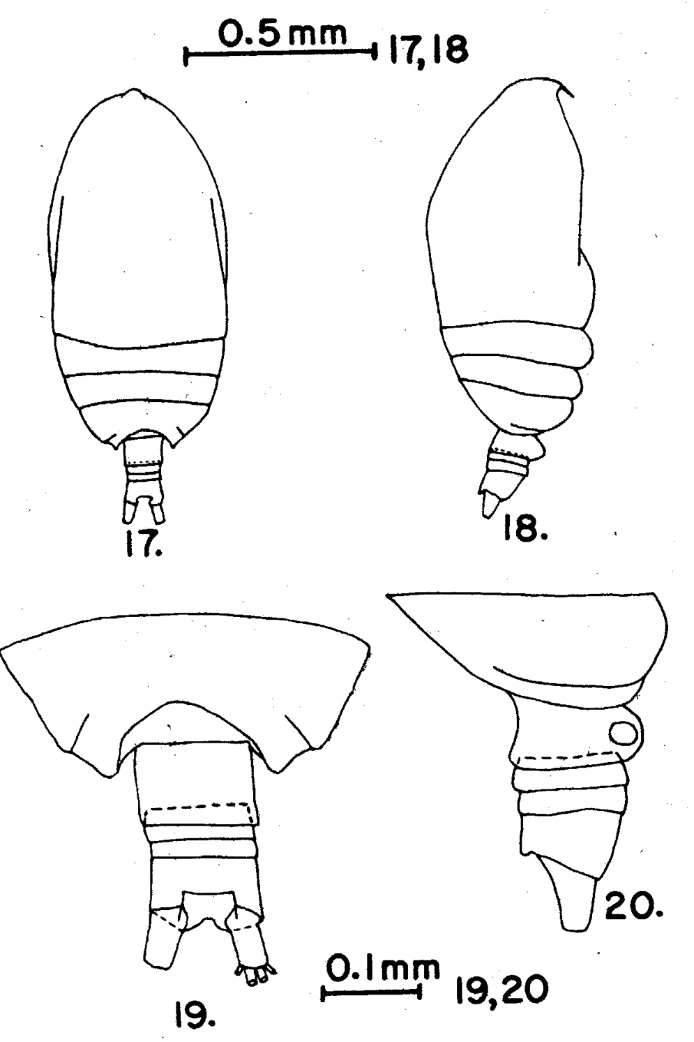 Espce Acrocalanus andersoni - Planche 7 de figures morphologiques