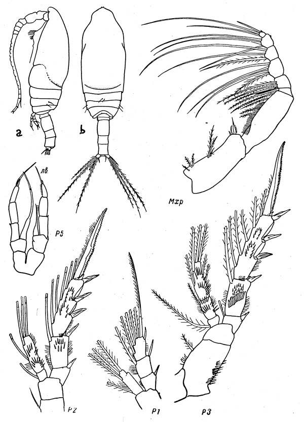 Espèce Spinocalanus elongatus - Planche 2 de figures morphologiques