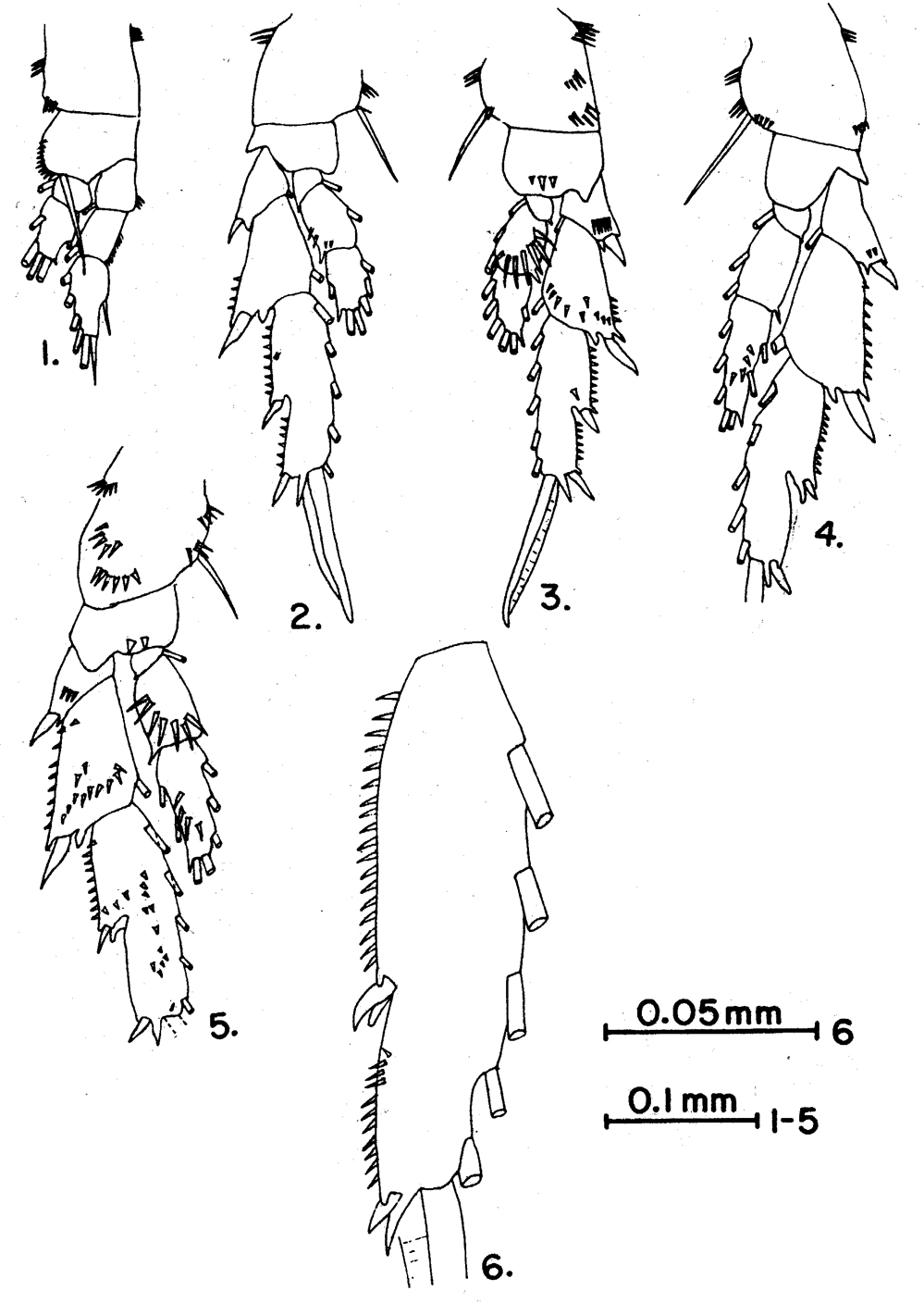 Species Acrocalanus andersoni - Plate 8 of morphological figures