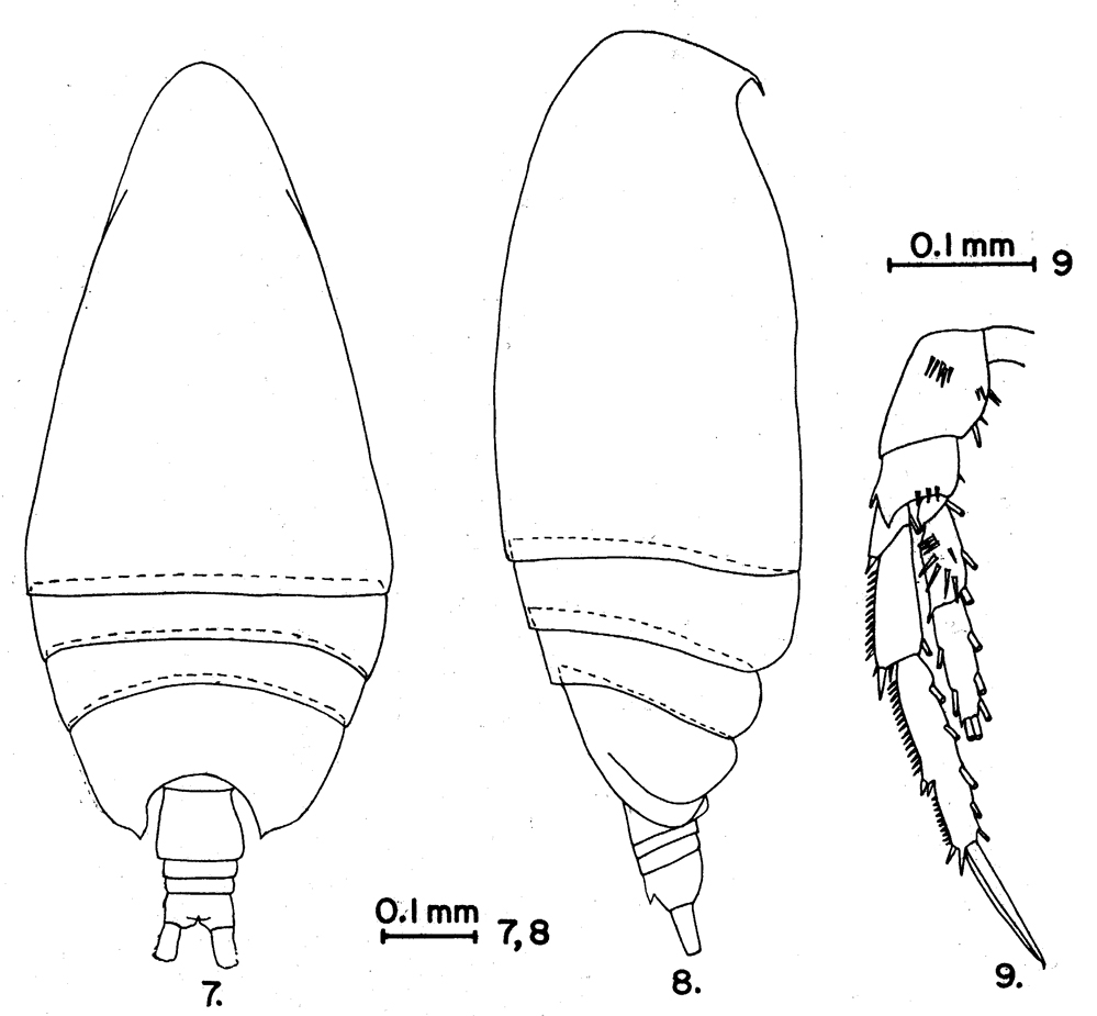 Espce Acrocalanus monachus - Planche 6 de figures morphologiques