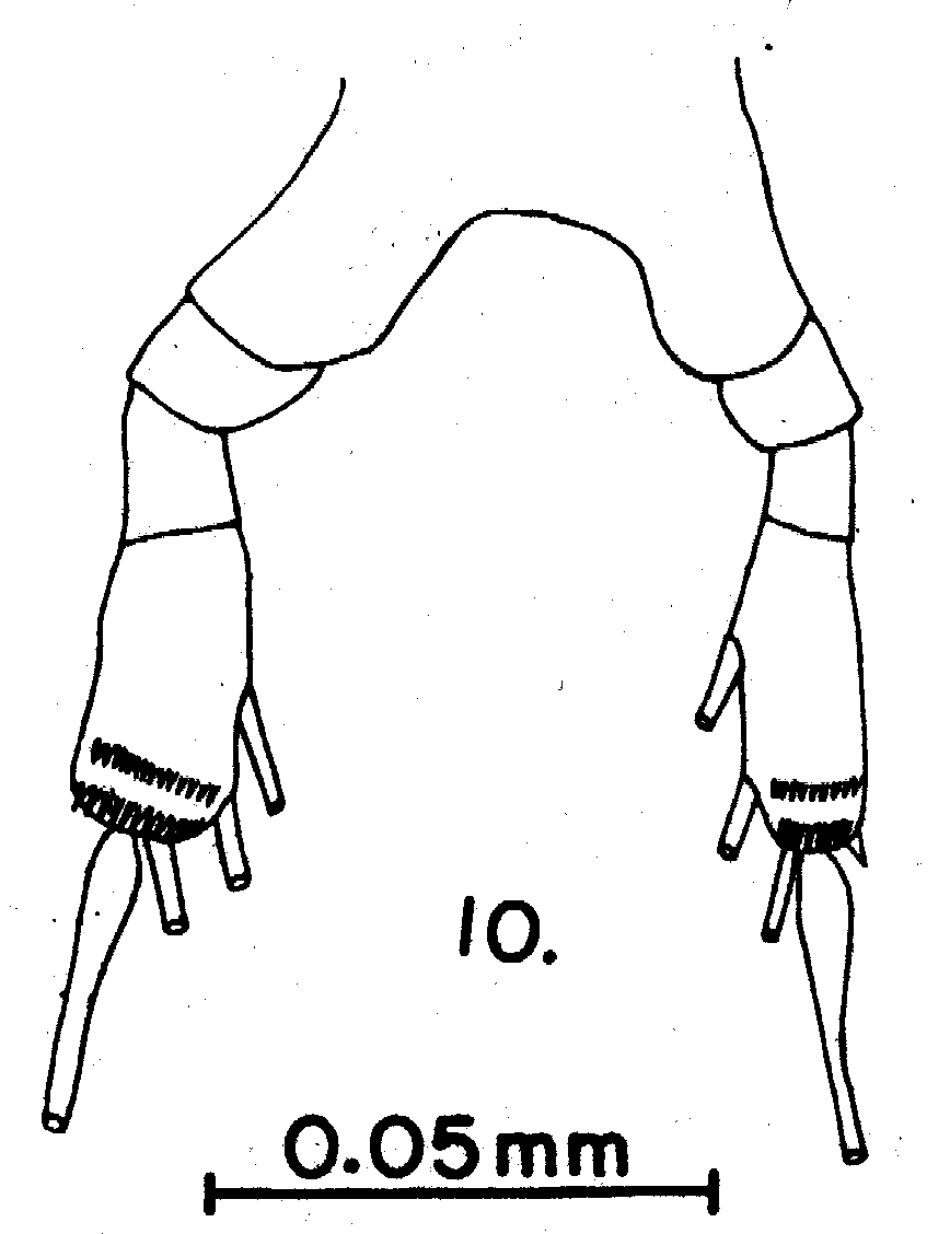 Espce Calocalanus pavo - Planche 9 de figures morphologiques