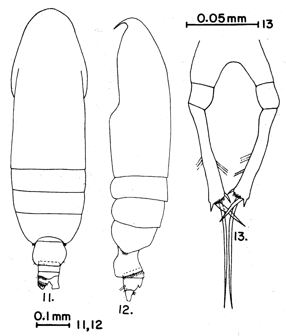 Espèce Calocalanus plumulosus - Planche 7 de figures morphologiques